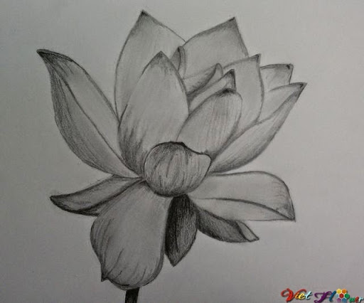 [FREE] 16 hình vẽ hoa sen bằng bút chì tuyệt đẹp, miễn phí tải về